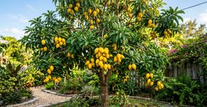 A fruta dourada que tem cor de gema de ovo e gosto de doce de leite e poucos brasileiros conhecem