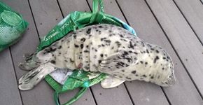 Filhote de foca é morto após mulher colocá-lo em sacola plástica