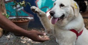 Veterinária cria rede de hotéis e serviço de pet sitter para cães