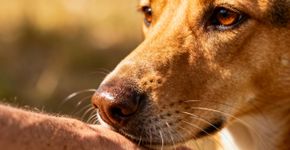 O que significa quando o cachorro cheira o dono, segundo a psicologia canina?
