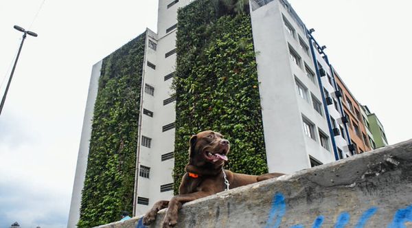 Minhocão é um espaço perfeito para passear com os cães - Fotos: Cris Berger
