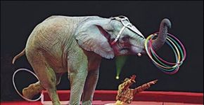 Câmara pode votar proibição de animais em circos no Brasil