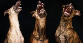 Fotógrafo alemão clica seus cachorros em momentos de descontração