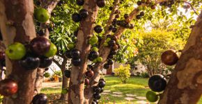 3 árvores que dão frutos lindos e são perfeitas para plantar em dezembro e ter um jardim belíssimo em 2026
