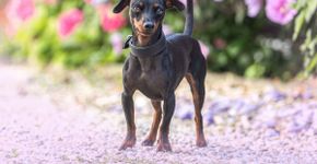 14 curiosidades sobre o cachorro da raça pinscher