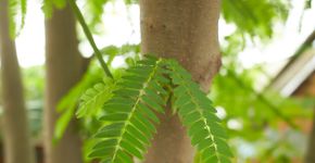 Câncer de mama: planta brasileira pode ser eficaz contra a doença