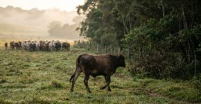 Produtor percebe que todas as manhãs uma vaca se afasta do rebanho e desaparece por quase uma hora, decide segui-la e encontra algo escondido no pasto