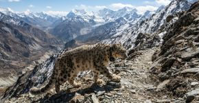 4 leopardos-das-neves rastreados por GPS por 1.239 dias revelaram territórios até 97 vezes maiores e cruzaram Nepal, Índia e China