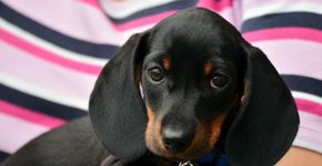 Por que conversar mais com seu cachorro vai melhorar sua vida, segundo a psicologia