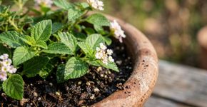 Cultivar a mesma planta em vaso de plástico ou terracota pode exigir rotinas diferentes: especialistas britânicos lembram que a terracota sem esmalte é porosa e perde água mais rapidamente