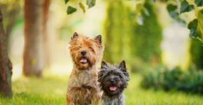 4 características do cachorro da raça cairn terrier 
