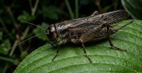 Se você escutar grilos cantando dentro de casa ou no jardim à noite, descubra o que isso quer dizer e por que pode ser um bom sinal