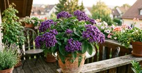 As flores que exalam um delicado aroma de baunilha ao longo de 2 km transformam o jardim em um oásis de verão.