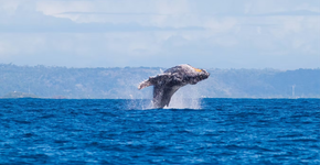 Foto: (Divulgação/Ecosul Turismo)