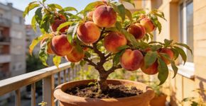A fruta que parece uma bolinha de veludo e é um verdadeiro cafuné no estômago que deixa seu dia com gosto de piquenique