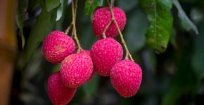 Foto: (iStock/Onuchcha)