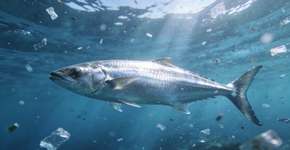 A grande farsa da pureza dos oceanos caiu por terra: até peixes de águas cristalinas estão com o organismo tomado por microplásticos