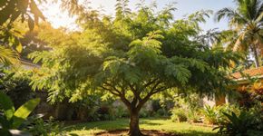 A árvore de Neem que limpa o seu jardim de pragas e deixa tudo chuchu beleza