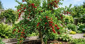 A árvore favorita dos quintais brasileiros que produz frutas o ano inteiro, faz sombra e ainda tem folhas que viram chá