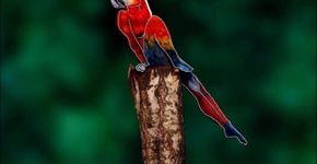 Será mesmo um arara? Artista cria obra capaz de confundir seus olhos