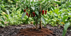 Nem cascas de ovo, nem cascas de banana: o fertilizante natural que faz as pimentas prosperarem