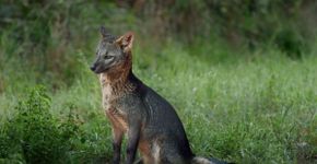 Cachorro-do-mato: conheça esse animal silvestre da América do Sul