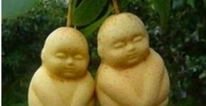 Na China, peras se parecem com um bebe dormindo