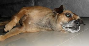 TAM perde cão de passageiro e oferece outro no lugar