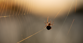 Perigosas e incomuns: aranhas que assassinam com vômito