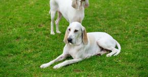 Billy: conheça as características dessa raça de cachorro 