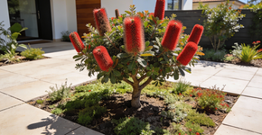 árvore resistente floresce em formato diferente, não quebra calçada e atrai pássaros