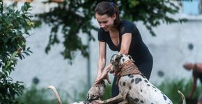 O divertido cachorródromo da zona leste