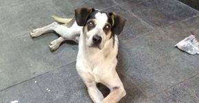 ‘Quero justiça’, diz autora de petição por cão morto no Carrefour
