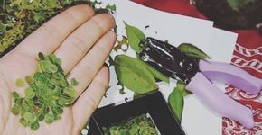 Saiba como fazer confetes sustentáveis com folhas e flores