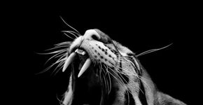 Fotógrafo faz retratos em preto e branco de diferentes espécies de animais