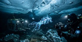 Cientistas encontraram animais marinhos nunca antes observados na Antártica que poderiam reescrever a história da biologia