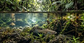 Em 1905, o Havaí introduziu a gambúsia para controlar mosquitos; depois, o pequeno peixe foi ligado ao declínio de libélulas-donzela nativas ameaçadas