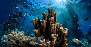 Estrutura de 34 metros de largura visível por satélite revela coral da época de Napoleão