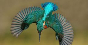 Fotógrafo escocês leva 6 anos para capturar a foto perfeita