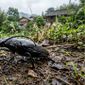 Da redação: O inseto mais procurado é vendido a R$ 645 o quilo e rende milhões ao dono de fazenda