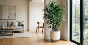 A palmeira mais elegante para ambientes internos: como cultivá-la em vaso e transformar sua sala