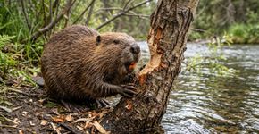 2 castores soltos em Dorset construíram uma barragem de 35 metros em 1 ano e transformaram uma mata sombreada em área úmida onde lontra pesca e coruja caça