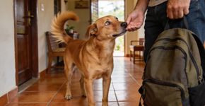Poder do olfato canino permite ler suas emoções de forma única