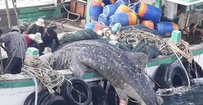 Fêmea de tubarão grávida morre após ficar presa em rede de pesca