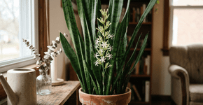 Poucos sabem: o real significado de uma língua-de-sogra dar flores