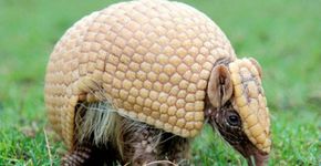 Futebol pode salvar tatu-bola de extinção