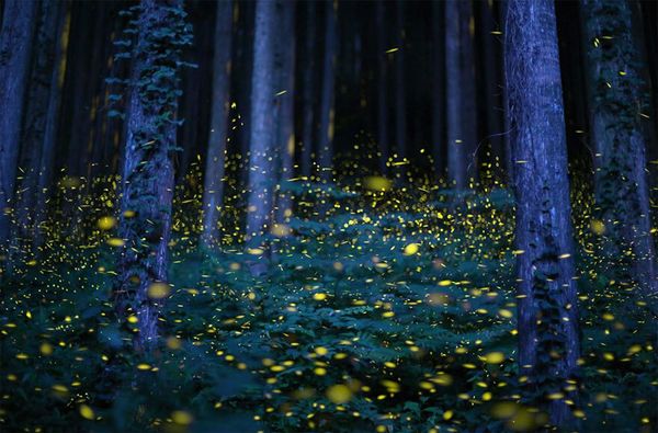 Japão - Imagem: Kei Nomiyama