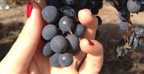 Como uma família que respeita a natureza se tornou uma das principais produtoras de vinhos orgânicos da Argentina