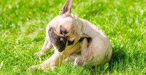 Alergias em cães e gatos podem aumentar na primavera: veja raças mais predispostas