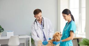 Sinais silenciosos: como identificar a doença hepática em cães e o desafio de tratar filhotes